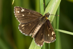 Heteropterus morpheus