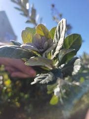 Brachylaena discolor