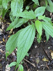 Boehmeria macrophylla