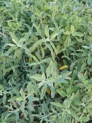 Buddleja salviifolia