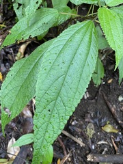 Boehmeria macrophylla