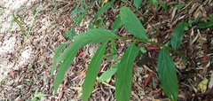 Zingiber kawagoii
