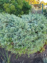 Buddleja salviifolia