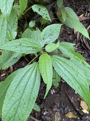 Boehmeria macrophylla