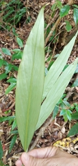 Zingiber kawagoii