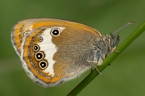 Krūminis Satyriukas nuotrauka