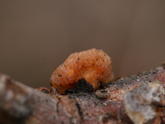 Naematelia encephala