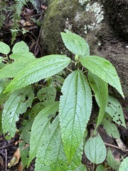 Boehmeria macrophylla
