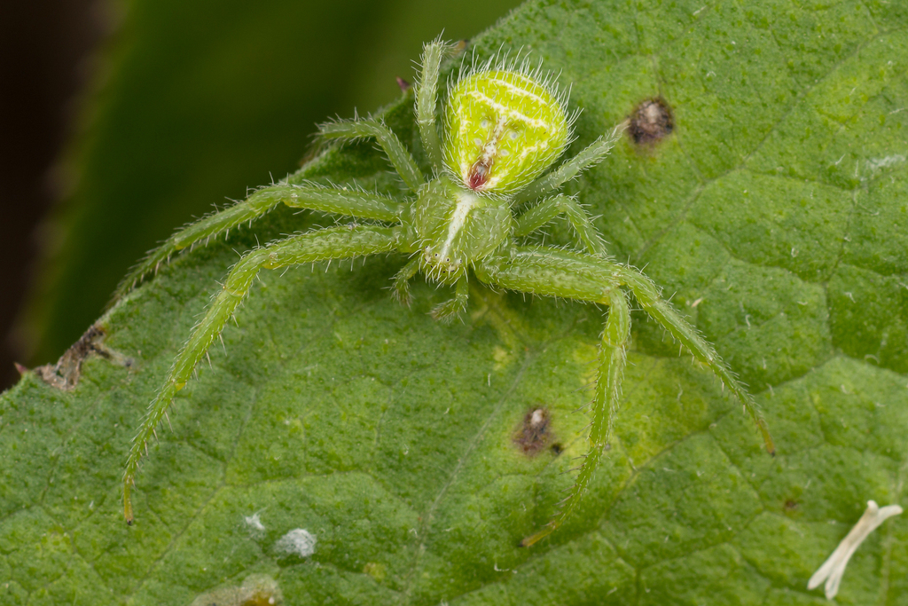 Heriaeus graminicola