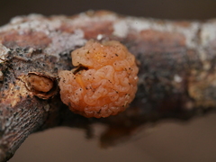 Naematelia encephala