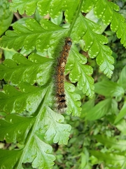 Odonestis bheroba formosae