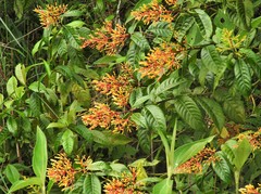 Palicourea thyrsiflora