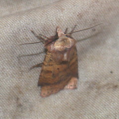 Diarsia mendica