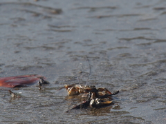 Macrophthalmus banzai