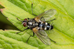 Thelaira nigripes