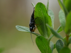 Acantholyda erythrocephala