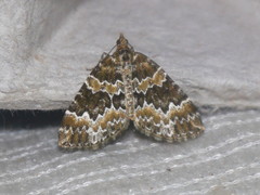 Electrophaes corylata