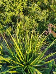 Irideae