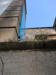 Erigeron karvinskianus