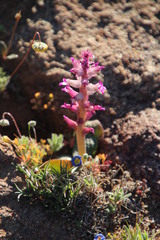 Lachenalia carnosa