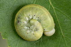 Cimbicidae