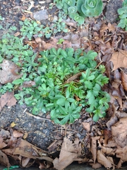 Potentilla reptans
