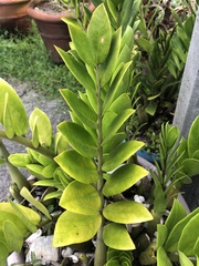 Zamioculcas zamiifolia