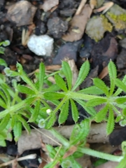 Galium aparine