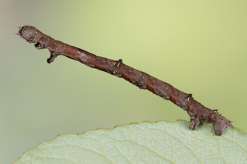 Large Thorn