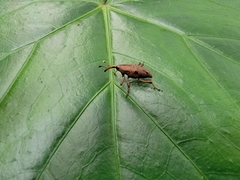 Metaprodioctes formosanus