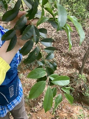 Symplocos setchuensis