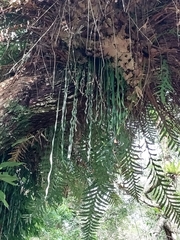 Haplopteris