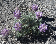 Lupinus duranii