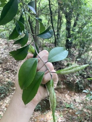 Symplocos setchuensis