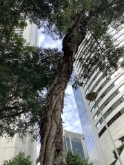 Melaleuca leucadendra