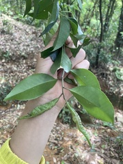 Symplocos setchuensis