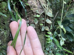 Haplopteris anguste-elongata