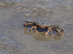 Macrophthalmus banzai