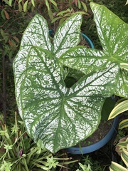 Caladium bicolor