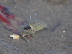 Macrophthalmus banzai