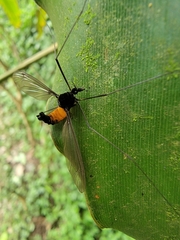 Tipula holoserica