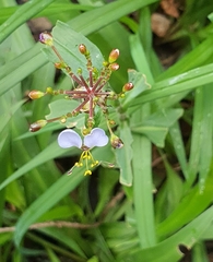 Aneilema dregeanum