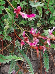 Astragalus monspessulanus