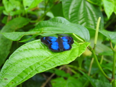 Paches loxus gloriosus