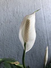 Spathiphyllum wallisii