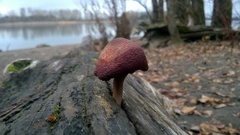 Gymnopilus thiersii