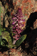 Lachenalia carnosa