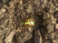 Phytodectoidea quatuordecimpunctata