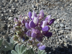 Lupinus duranii