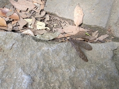 Neochauliodes sinensis